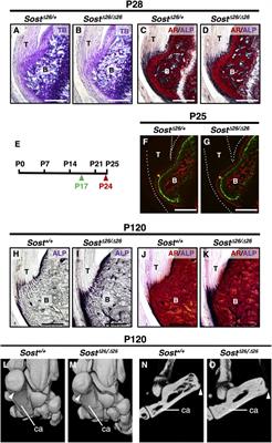 Sclerostin modulates mineralization degree and stiffness profile in the fibrocartilaginous enthesis for mechanical tissue integrity